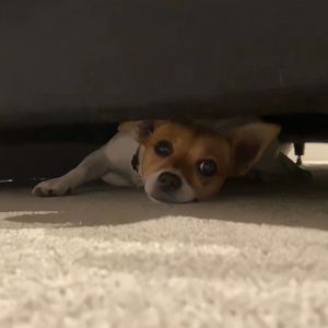 阿部夏树的所有电影大全
